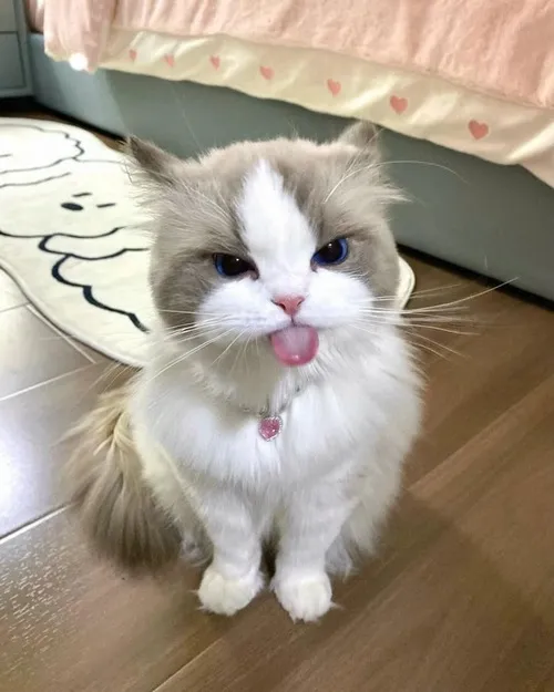 Meme vui boss mèo đáng iu giữa góc nắng chiều.