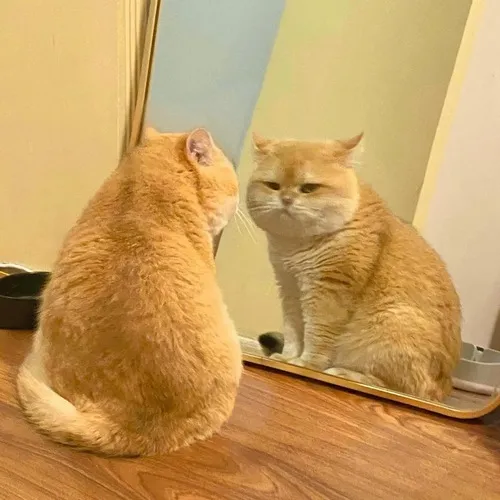 Ảnh vui mèo mỏ chúm chím đang liếm sữa.