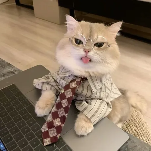 Hình troll mèo nhỏ xinh nhìn như búp bê.