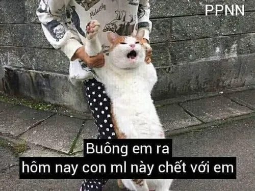 Meme mèo hài đừng cản tao và tâm lý phản ứng tức thời của dân mạng