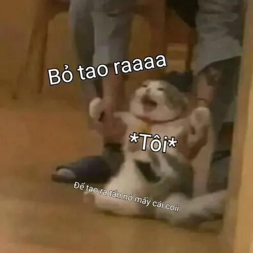 Khi cảm xúc trào dâng: vì sao meme đừng cản tao lan truyền mạnh