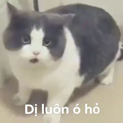 Meme troll mèo cà khịa lan khắp mạng xã hội