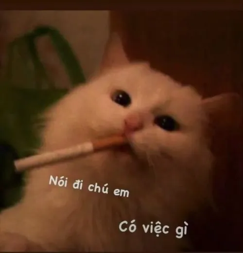 Meme chế khoảnh khắc “khó đỡ” cực kỳ quen thuộc