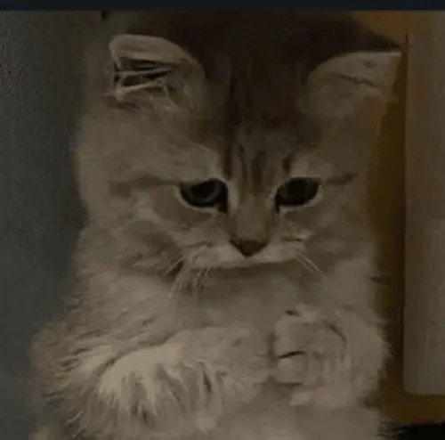 Ảnh buồn dịu hơi sương giăng nhẹ như chạm vào ký ức.