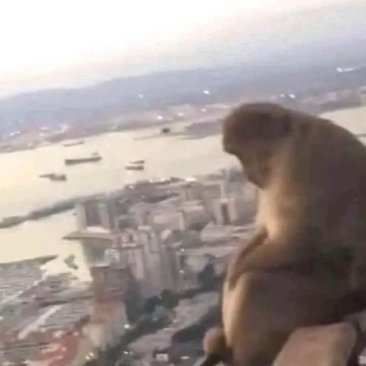 Meme chế nói về cảm giác cô độc rất thật.