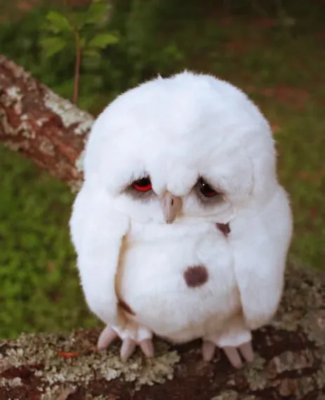 Ảnh chế ánh nhìn lặng im mà ướt lòng người.