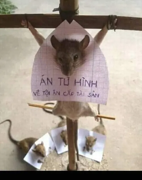 Meme khiến mọi cuộc trò chuyện trở nên sinh động hơn.