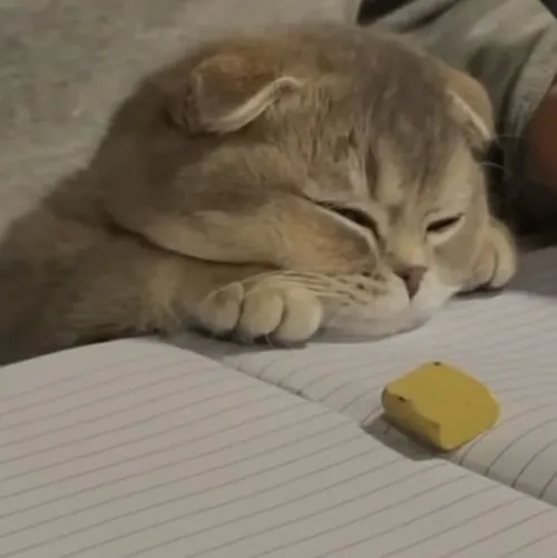 Meme hài đôi tai mèo cụp khi bị mắng