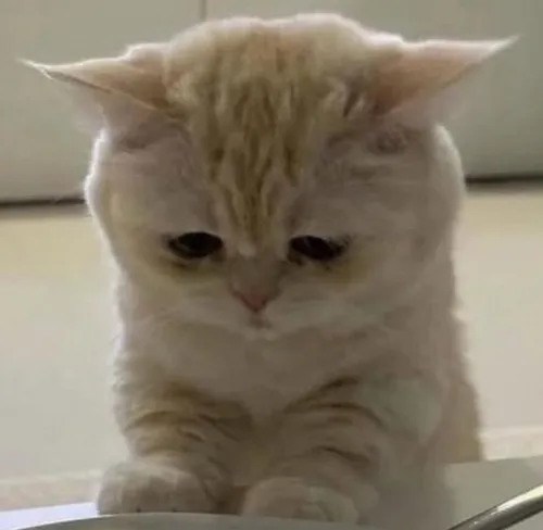 Hình mèo giận dỗi lan truyền như gió, xem là cười không ngớt