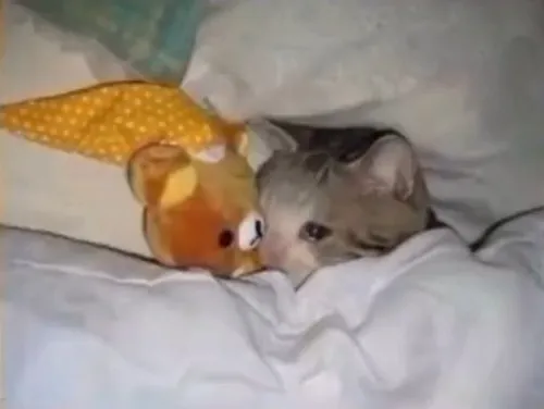 Mặt mèo hờn nũng nịu thành biểu tượng cảm xúc mạng xã hội