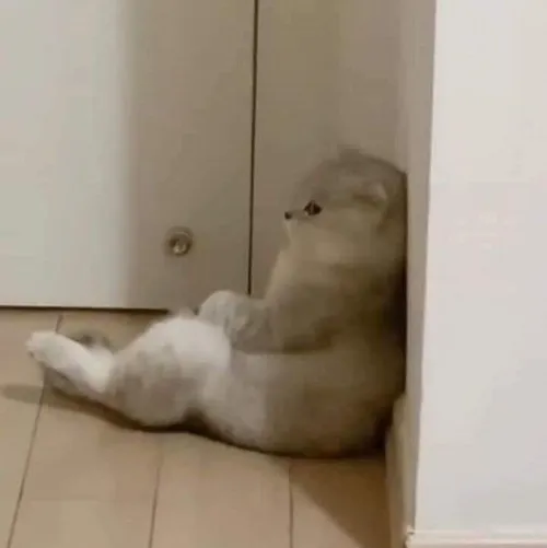 Hình chế mèo lườm sen, chuẩn kiểu giận dỗi