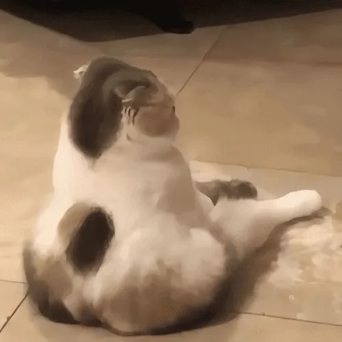 Meme hài ánh mắt mèo phật ý “không quan tâm”