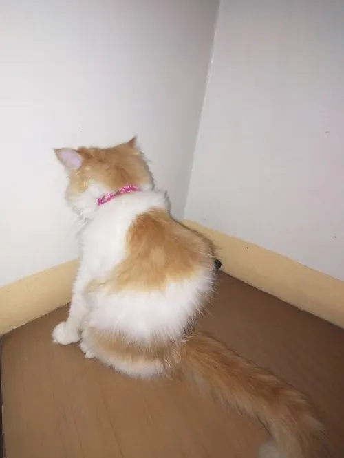 Hình chế mèo hờn trong sticker chat cực phổ biến