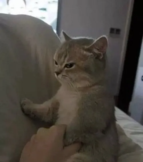 Meme hài mèo quay mặt thể hiện giận hờn nhẹ