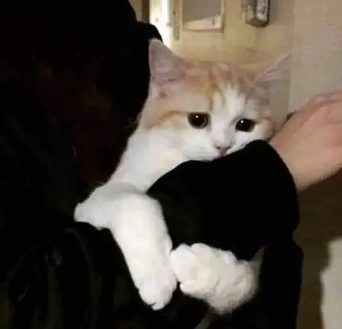 Hình chế vui mèo lăn ra khi bị phớt lờ