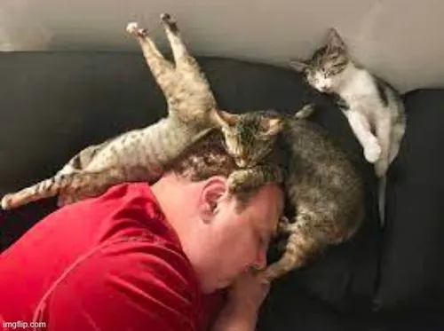 Ảnh vui mèo ôm dép ngủ nhìn thương xỉu