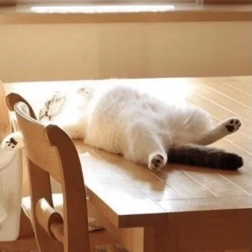 Ảnh meme mèo cuộn tròn ngủ ngon lành lắm