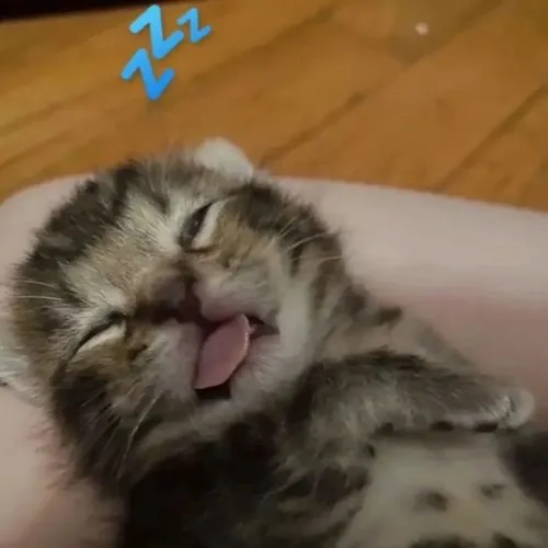 Hình chế mèo ngáp dài rồi ngủ phè phè