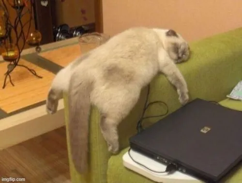 Hình troll mèo ngủ gục bàn y chang dân văn phòng cuối tuần