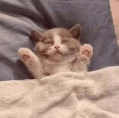 Meme mèo uể oải lan TikTok, ai xem cũng nói “đúng tâm trạng”