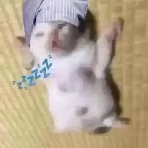 Ảnh chế mèo ngủ gục trên bàn cực vui