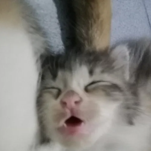 Hình troll mèo ngủ sấp mặt, biểu cảm cạn lời khiến ai cũng cười