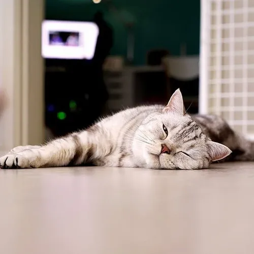 120 Meme Mèo Ngủ say và biểu cảm từ buồn ngủ tới thiếu ngủ mất ngủ cực hài