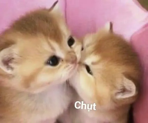 Ảnh troll cảnh người yêu dỗi vì không like ảnh