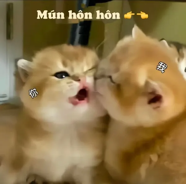 Meme tình yêu khoảnh khắc trêu nhau mà vẫn thương