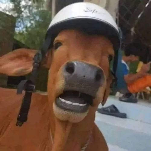 Biểu cảm đúng kiểu “có học thức mà vẫn bựa”.