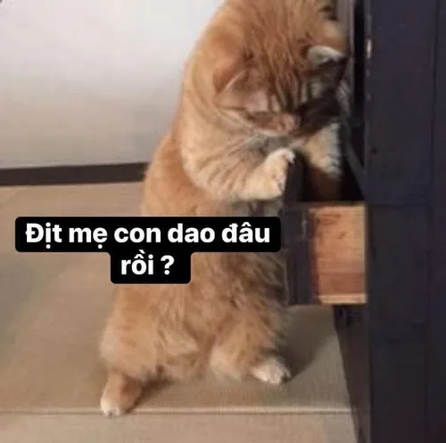 Meme mèo hài hước coi chừng tao biểu cảm giơ tay như cảnh cáo hài hước