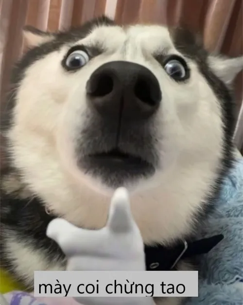Meme chó coi chừng tao dùng caption ngắn gọn mà dằn mặt rõ