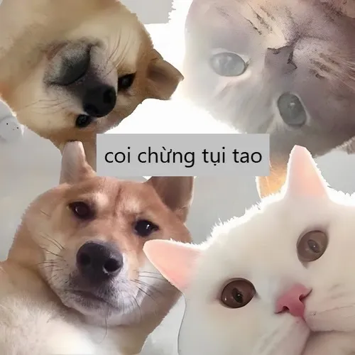 Ảnh chế chó mèo cảnh cáo coi chừng nha