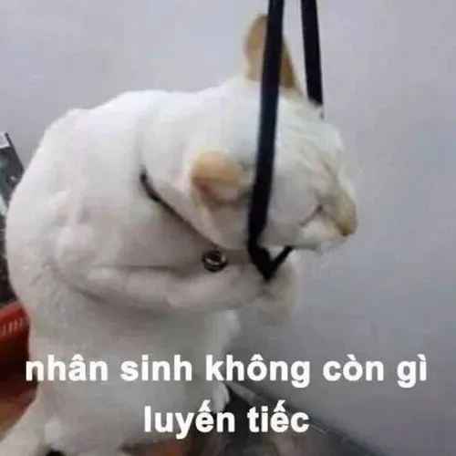 Bộ ảnh meme phản ánh nỗi mệt của GenZ