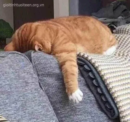 Khi dân mạng cùng than “hết cứu rồi nha”