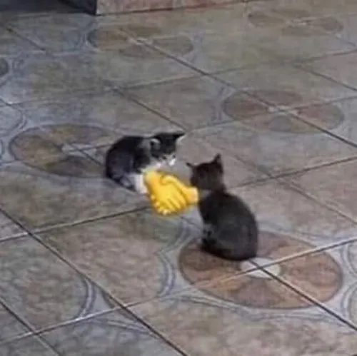 33 Hình troll dáng bắt tay đầy châm biếm