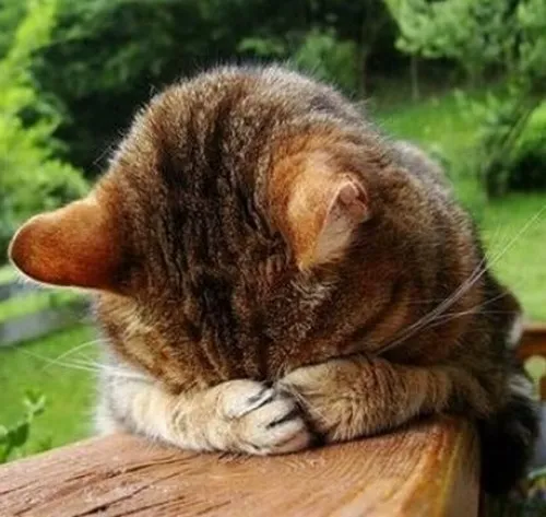 50+ Meme Bị Quê ngượng chín người tái hiện những tình huống xấu hổ huyền thoại