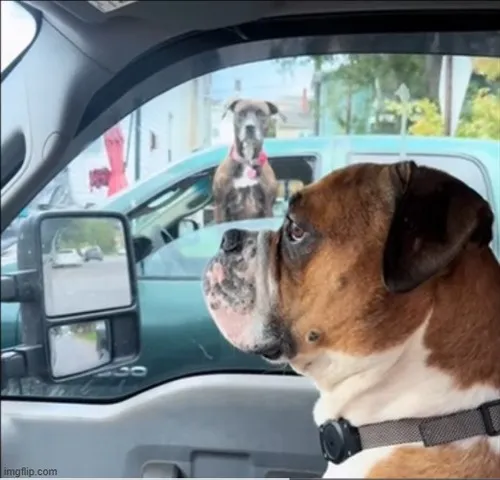 Bộ sưu tập meme quê xệ tái hiện những tình huống xấu hổ huyền thoại