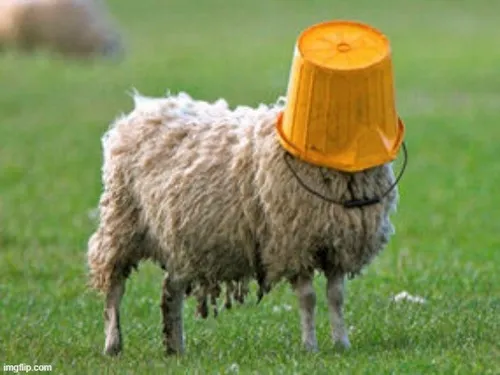 Khi cảm giác bị bắt quả tang được tóm gọn trong một meme