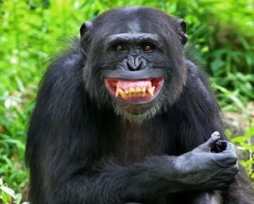 Meme chế quê độ tái hiện khoảnh khắc bị nói trúng tim đen