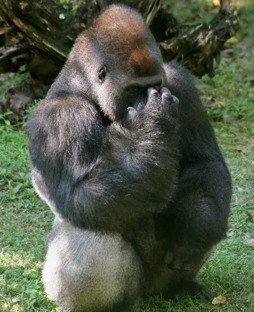 Khi xấu hổ cũng thành trend: meme quê gây bão TikTok