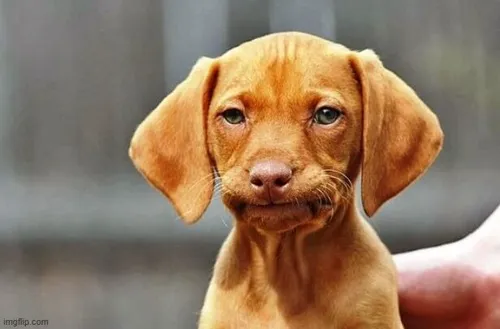 Ảnh vui hờn dỗi nhìn cute vô cùng