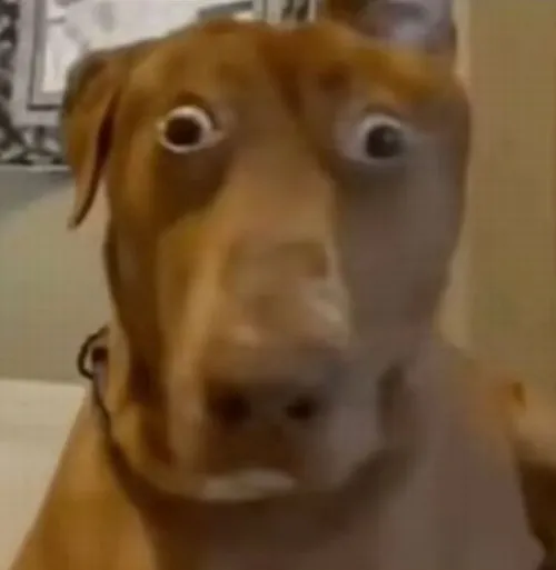 Hình chế meme vui ánh mắt lạc lối nhìn vô định