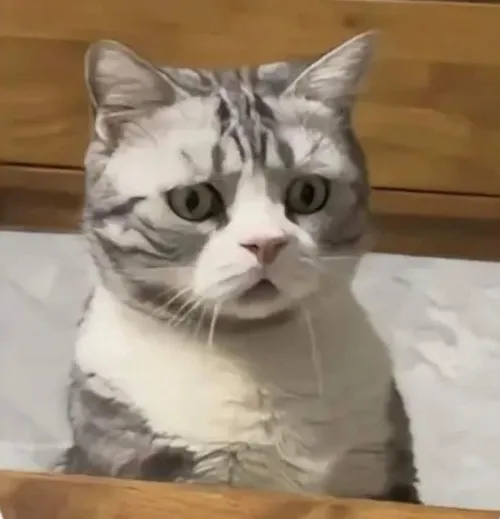 Ảnh troll cú twist sai vibe làm cả nhóm cười ngất