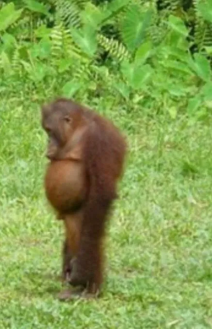 Hình troll thất tình mà vẫn cười.