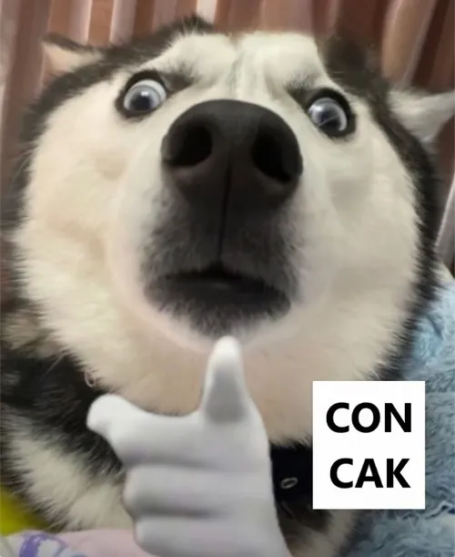 Meme cái con card phản ánh ngôn ngữ phản ứng mạng.