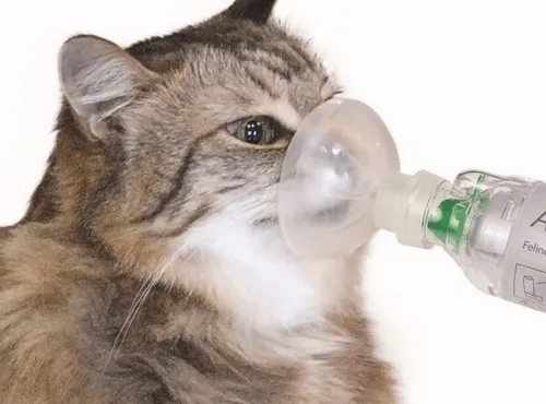 Meme mèo thở bình oxy và nghệ thuật than thở có văn hóa