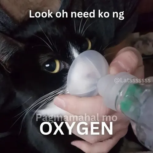 Meme hài bình oxy cho thấy sức chịu đựng của người trẻ hiện đại