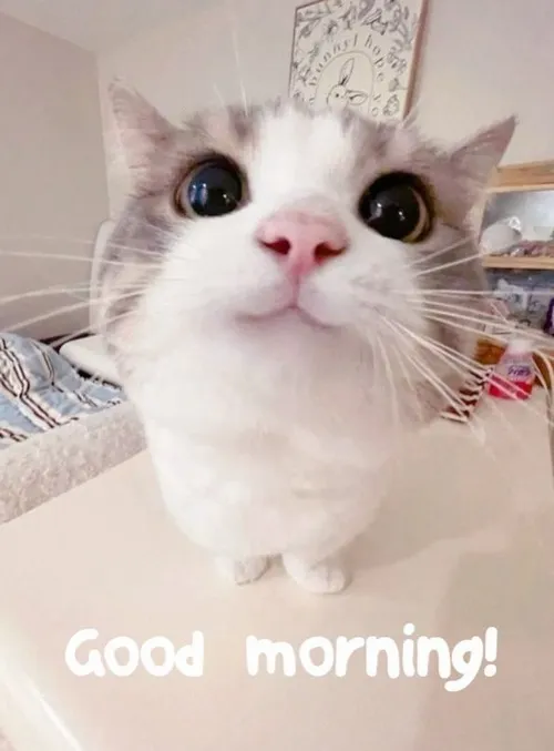 Meme vui lan tỏa nụ cười đầu ngày đến bạn bè