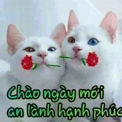 Cười thả ga với meme chào ngày mới siêu “mặn” của cư dân mạng
